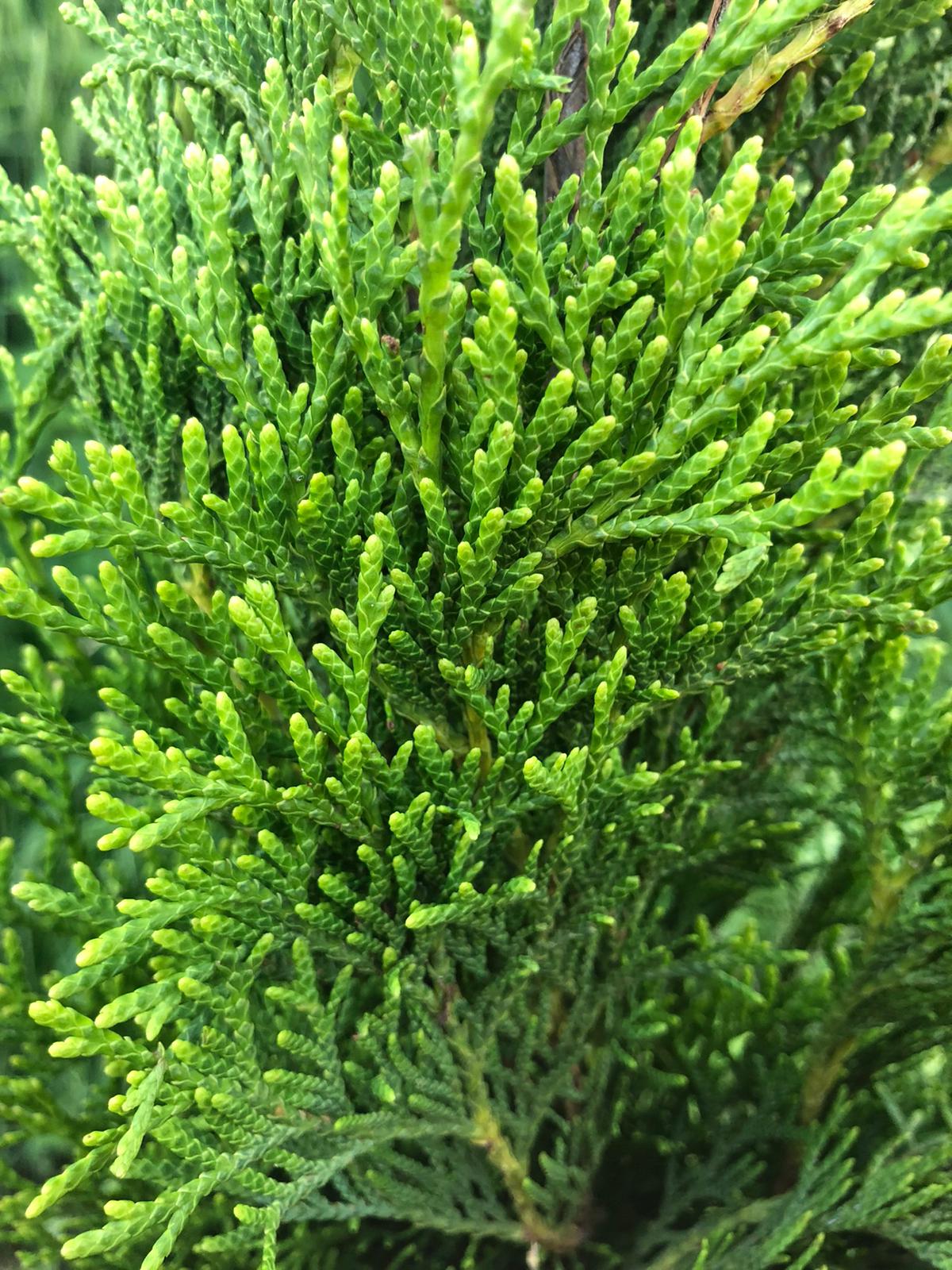 Thuja occidentalis Smaragd Lebensbaum 100-120 cm