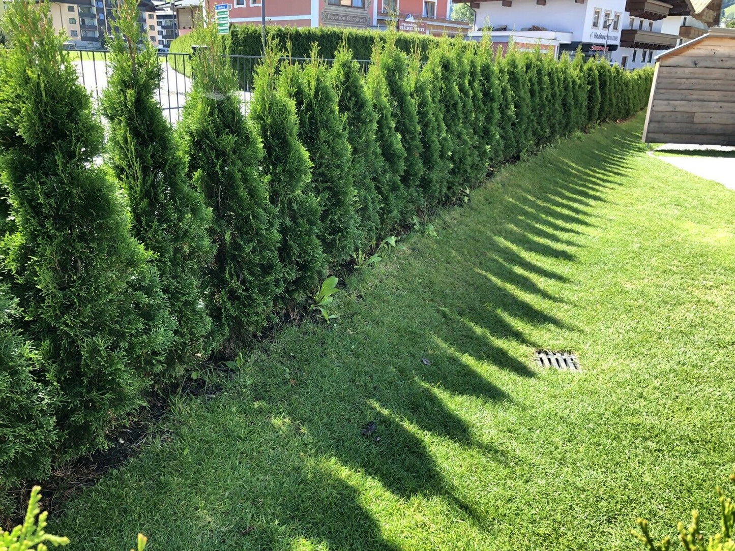 Thuja Smaragd 90-120 cm